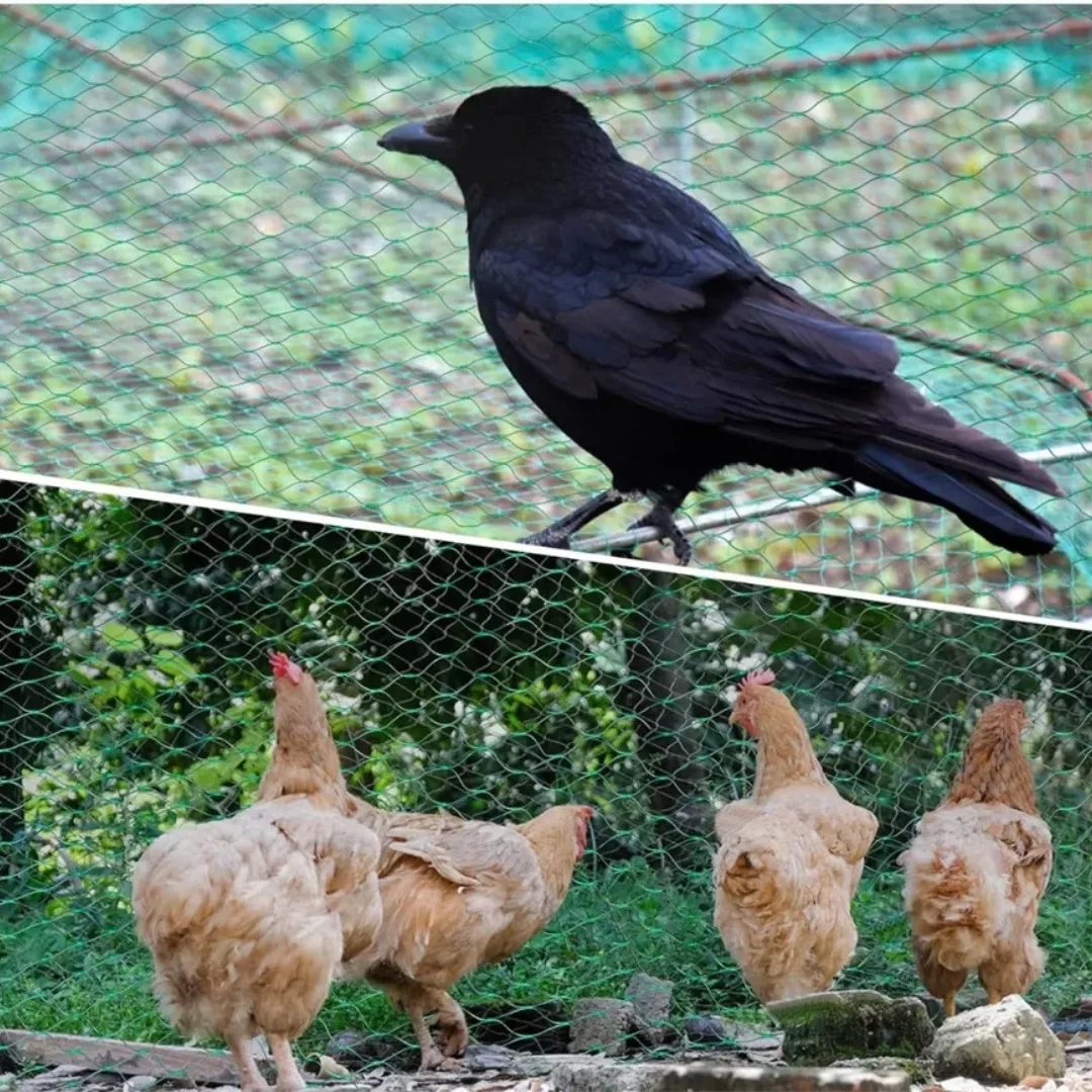 Filet de protection arbres contre oiseaux – Image 6