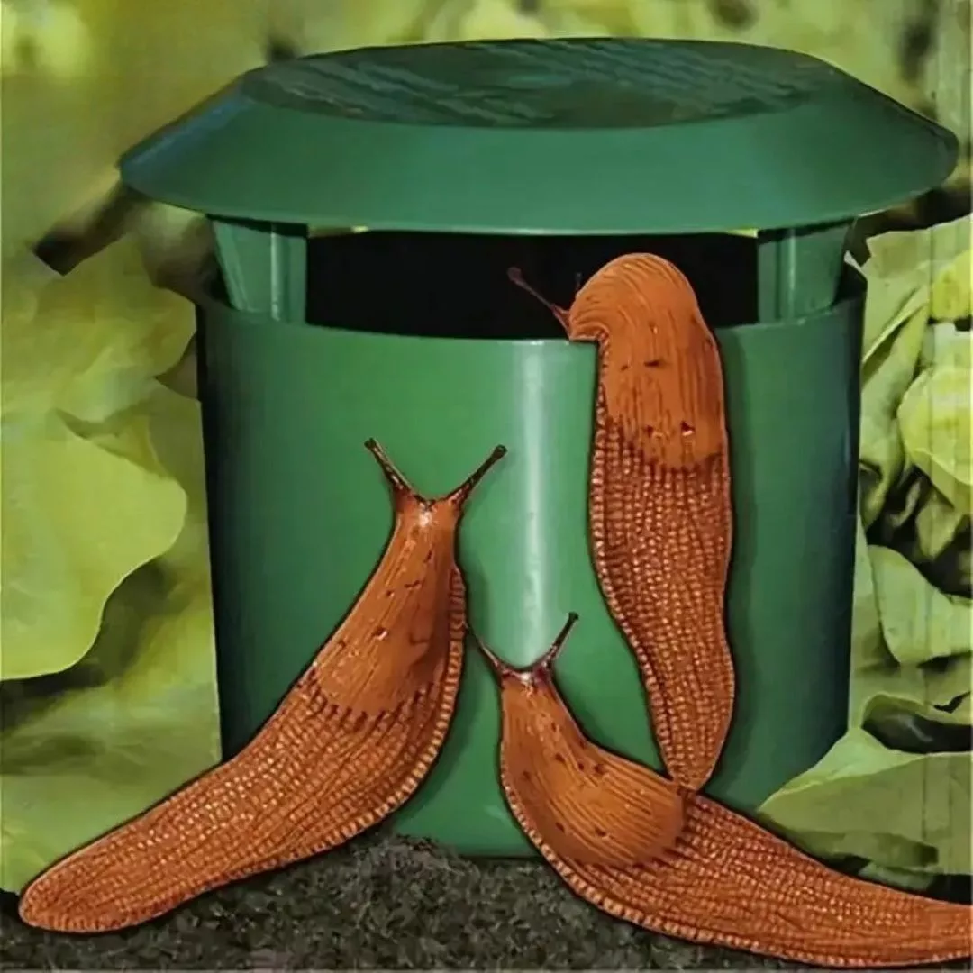 Piège à limaces sans produit chimique – Image 2